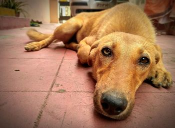 Close-up portrait of dog