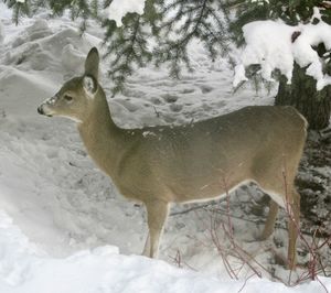 View of an animal on snow covered land