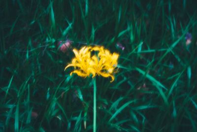 Close-up of yellow flower blooming on field