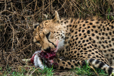 View of a cat lying on land