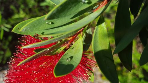 Close-up of red leaves