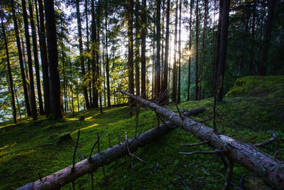 Trees in forest