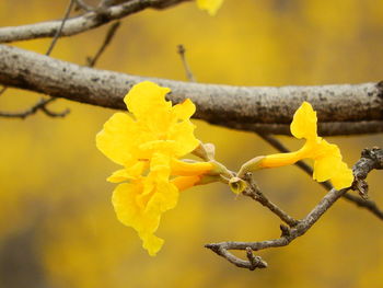 Close-up of yellow plant