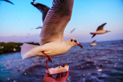 Low angle view of seagull flying