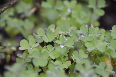 Close-up of wet plant leaves