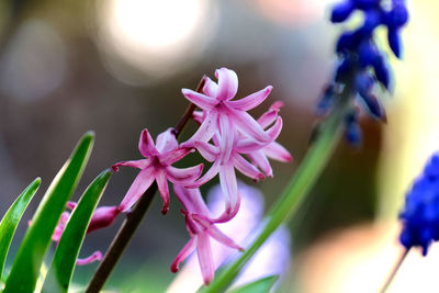 Close-up of pink flowering plant