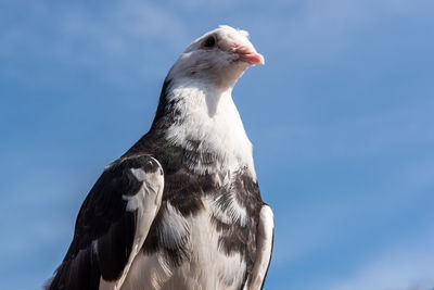 Close-up of seagull against blue sky