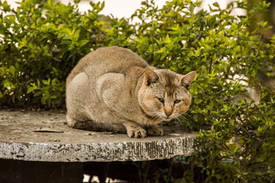 Close-up of cat sitting on tree