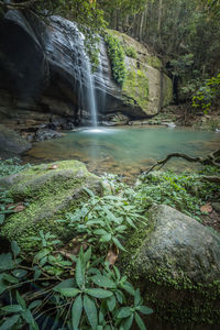 Scenic view of waterfall in forest