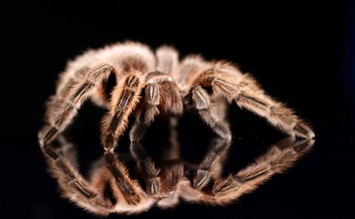 Close-up of spider on black background