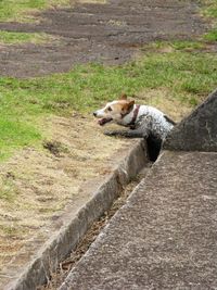 View of dog on footpath