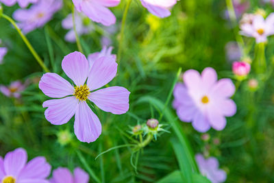 Close-up of pink flowering plants