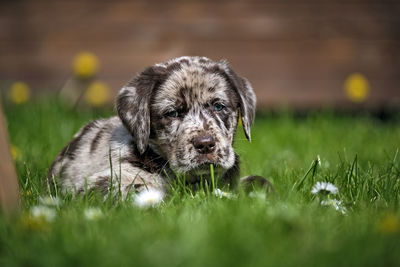 Portrait of a dog