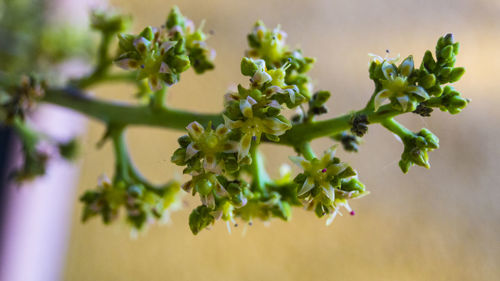 Close-up of plant against blurred background