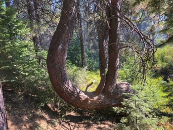 Close-up of tree in forest