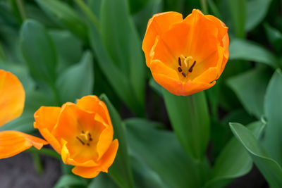 Close-up of orange flowering plant