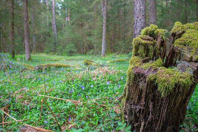 Pine trees in forest