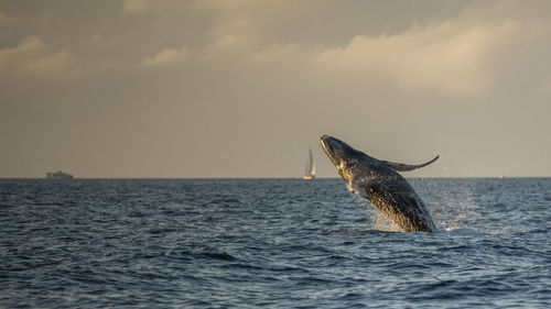 Baby humpback whale breaching in maui, hawaii, usa