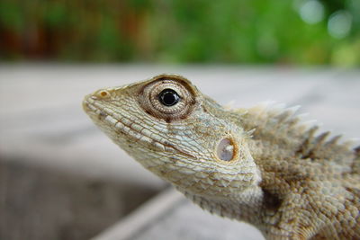 Close-up of a lizard