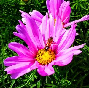 Honey bee on purple flower