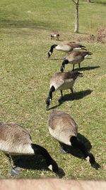 Bird on grassy field