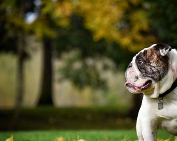 Close-up of dog on grass