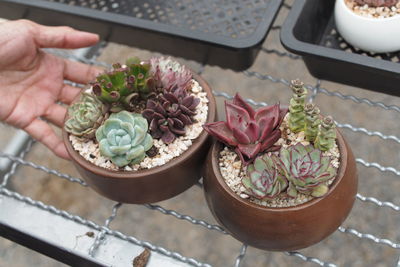 High angle view of hand holding potted plant