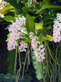 Close-up of pink flowering plant