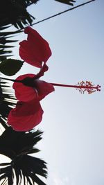 Low angle view of red hibiscus against sky