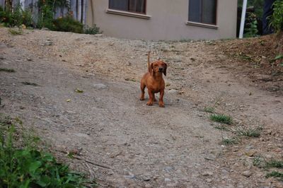 Dog on dirt road