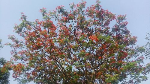 Low angle view of tree against sky