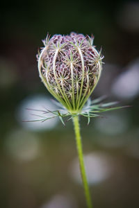 Close-up of dried plant