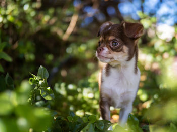 Portrait of dog