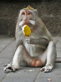 Monkey looking away while eating ice cream on street