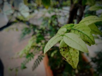 Close-up of fresh green leaves