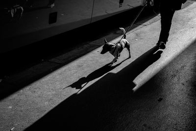 Low section of man with dog on street