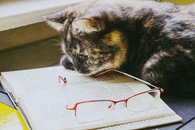 Close-up of domestic cat reading book