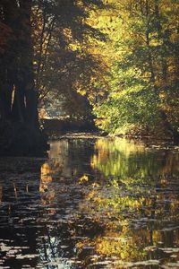 Trees by lake in forest