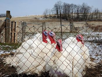 Birds of a feather - turkeys gathered behind a fence. they were so curious.