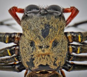 Close-up of insect