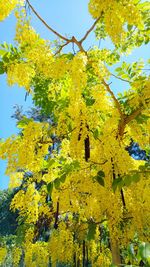 Low angle view of yellow flowers