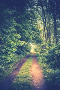 Footpath in park