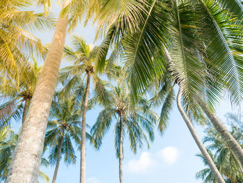 Low angle view of palm tree against sky