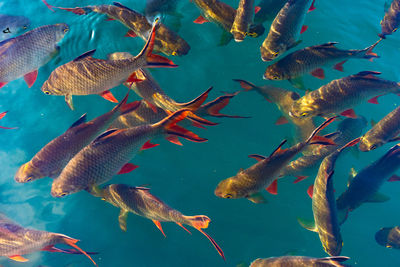 High angle view of fish swimming in sea