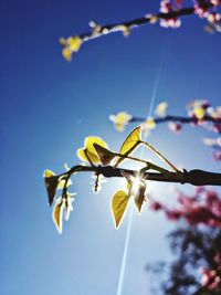 Low angle view of flowers blooming on tree