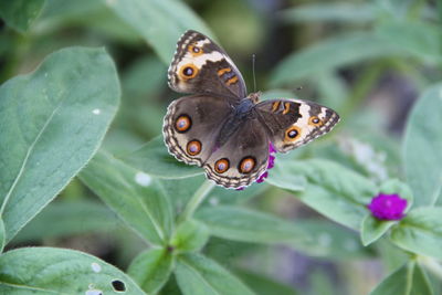 Close-up of butterfly pollinating flower