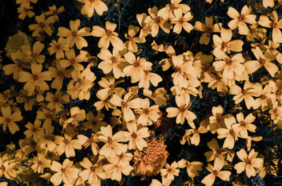 Full frame shot of flowering plants