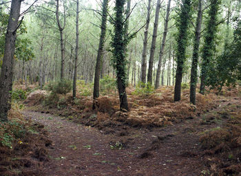 Trees growing in forest