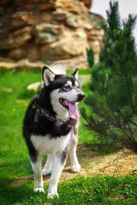 Dog looking away on field