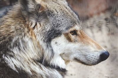 Side profile of wolf